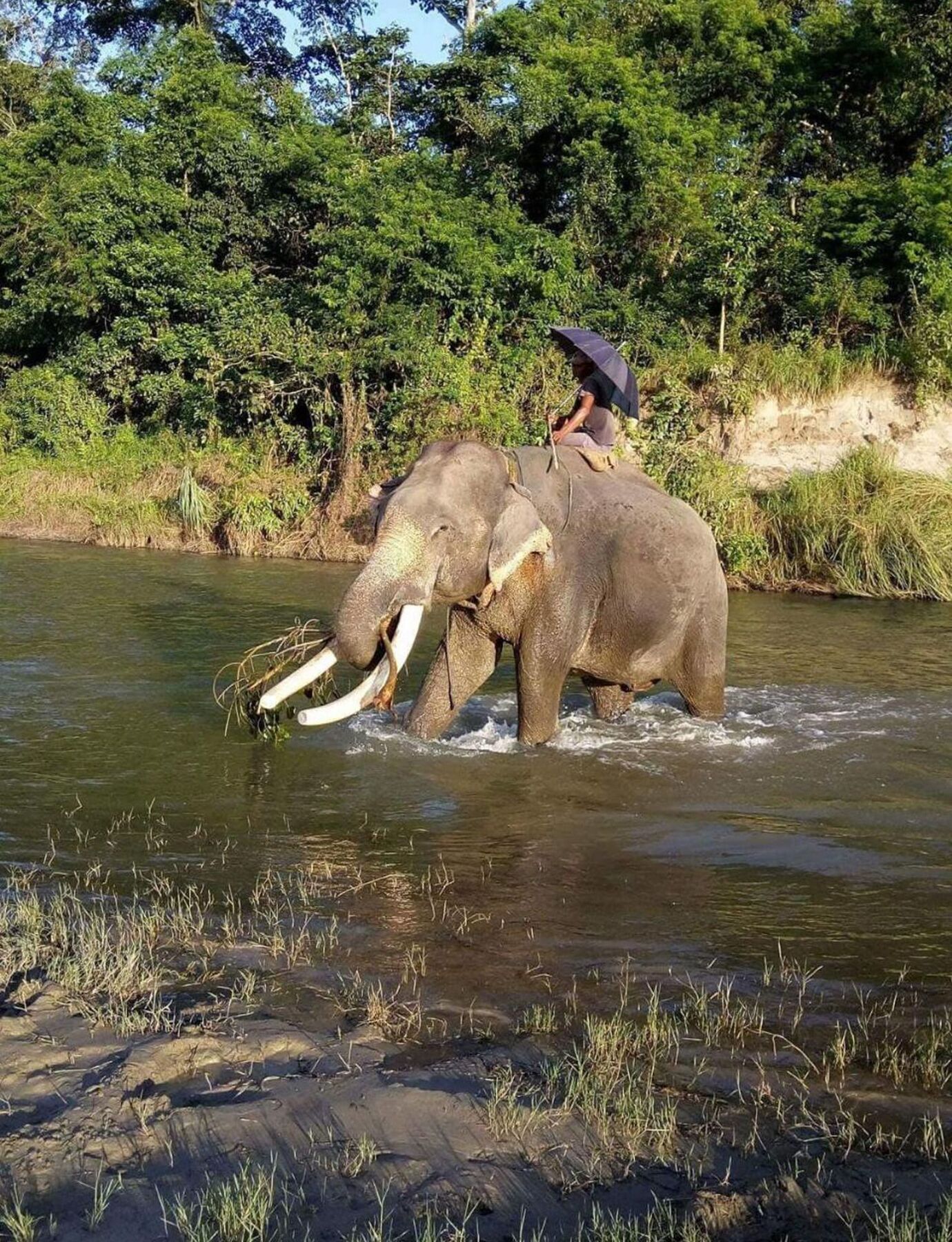 Unique Wild Resort Sauraha Bagian luar foto
